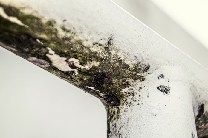 Eco Friendly Ways To Remove Mold And Damp