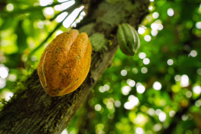Choosing Sustainable Cocoa