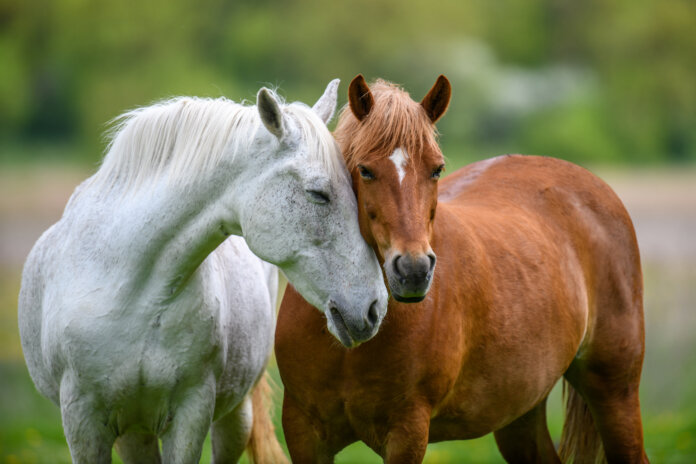 Matching A Breed To Your Land Matching A Breed To Your Land