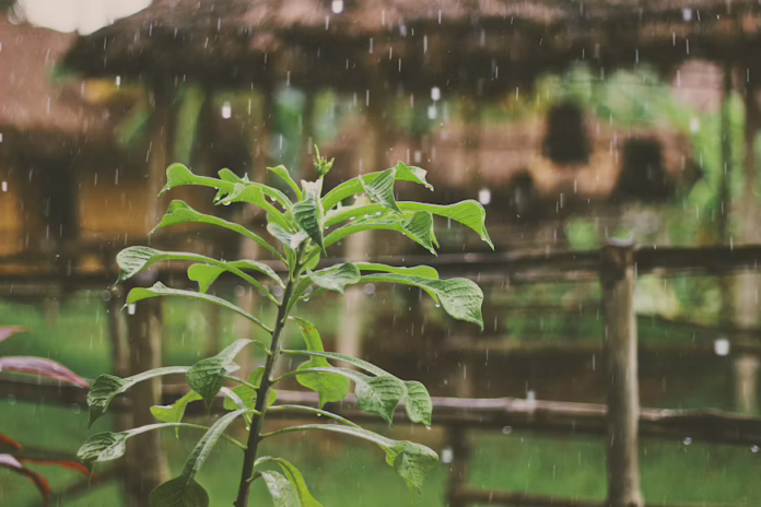How To Prepare Your Yard For Whatever Winter Brings How To Prepare Your Yard For Whatever Winter Brings